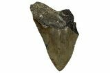 Partial, Fossil Megalodon Tooth - Serrated Blade #338583-1